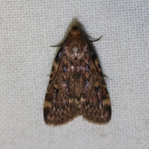 Grease Moth