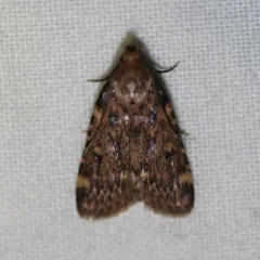 Grease Moth thumbnail 1