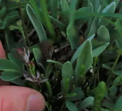 Exobasidium cassiopes thumbnail 3