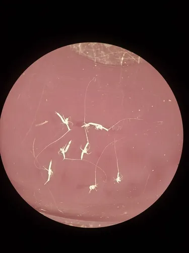 Fishhook Waterflea