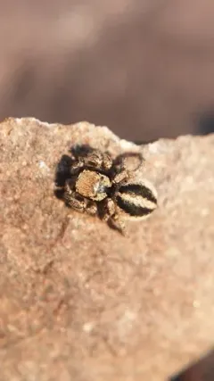 Habronattus calcaratus thumbnail 2