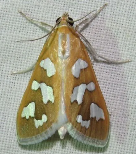 Diastictis robustior