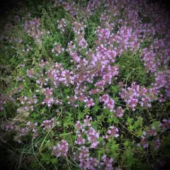 Large Thyme thumbnail 4