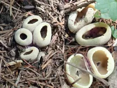 Tarzetta catinus thumbnail 3