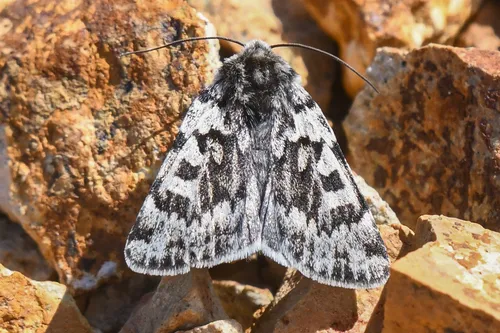 Xestia maculata