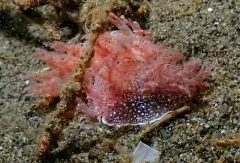 White-spotted Dendronotid thumbnail 3