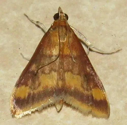 Golden Pyrausta Moth