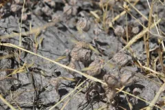 Small-leaf Bentgrass thumbnail 1