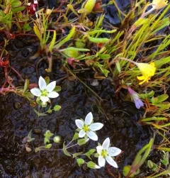 California sandwort thumbnail 1
