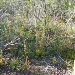 Sudetic Lousewort thumbnail 3