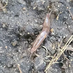 Meadow Slug thumbnail 4