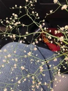 Nodding Buckwheat thumbnail 3