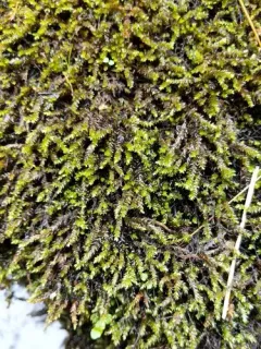 Rhynchostegium aquaticum thumbnail 3
