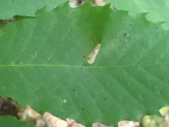 Phyllonorycter kearfottella thumbnail 2