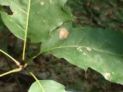 Cameraria bethunella thumbnail 3