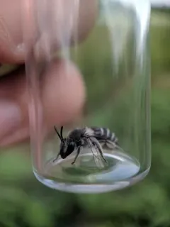Williston's Cellophane Bee thumbnail 2