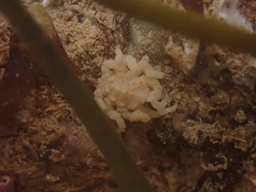 Littoral Sea Spider