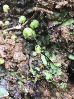 Asterella bolanderi thumbnail 2