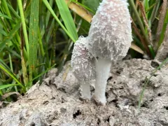 Coprinopsis pseudonivea thumbnail 3