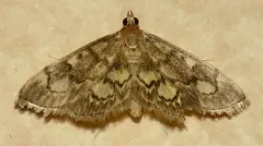 Anania plectilis thumbnail 2