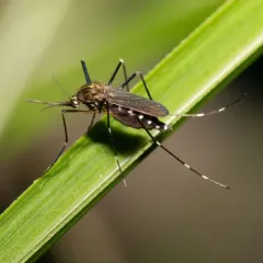 Asian Bush Mosquito thumbnail 4