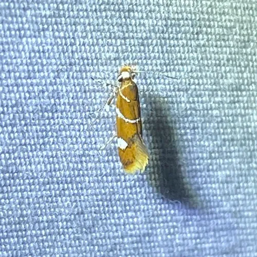 Suzuki's Promalactis Moth