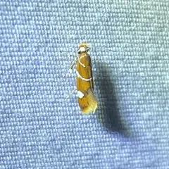 Suzuki's Promalactis Moth thumbnail 1