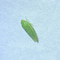 Rugosana querci thumbnail 3
