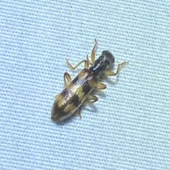 Cymatodera undulata thumbnail 2