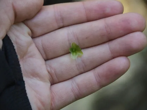 Naked Rhizomnium Moss