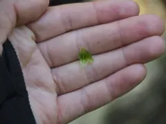 Naked Rhizomnium Moss thumbnail 1