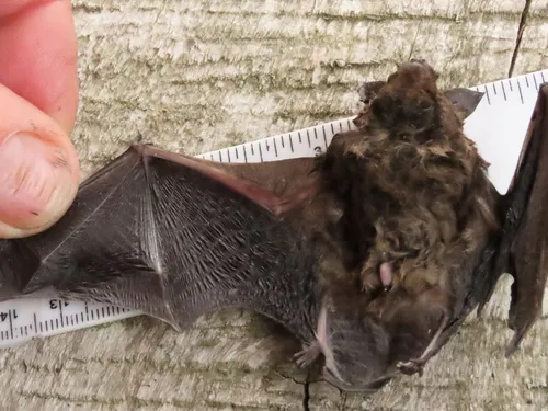 California Myotis