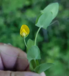 Yellow Vetchling thumbnail 1