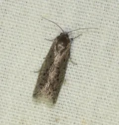 Mimosa Webworm Moth thumbnail 3