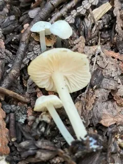Cream Pinkgill thumbnail 2