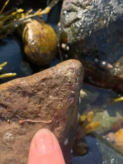 American bloodworm thumbnail 2
