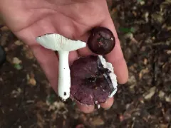 Russula sericeonitens thumbnail 2