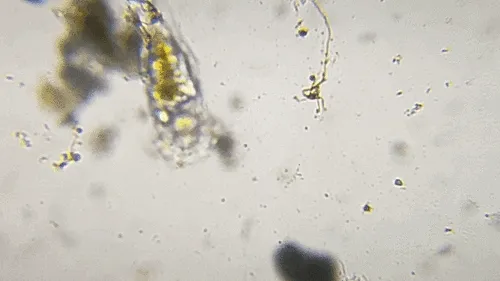Cyrtonia tuba