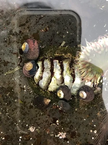 California Spiny Chiton
