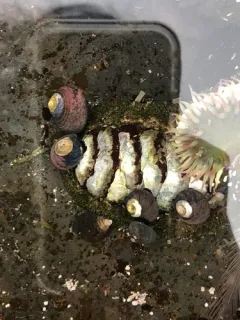 California Spiny Chiton thumbnail 1