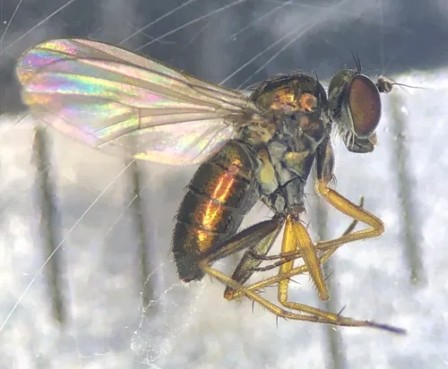 Achradocera barbata