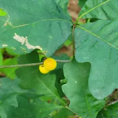 Round Bullet Gall Wasp thumbnail 3