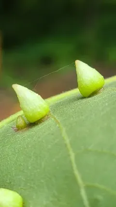 Hickory Popover Gall Midge thumbnail 2