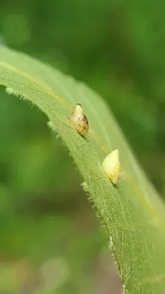 Caryomyia eumaris thumbnail 2