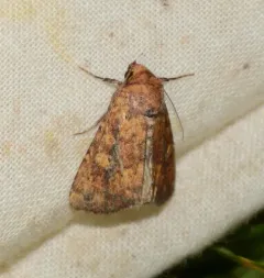 Red Groundling Moth thumbnail 1