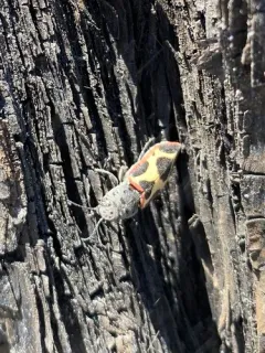 Xenomelanophila miranda thumbnail 1