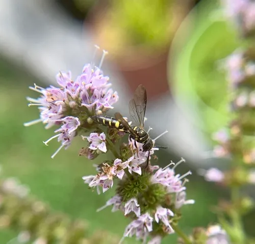 Louis's Club-horned Cuckoo Wasp