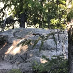 Cascade Golden-mantled Ground Squirrel thumbnail 3
