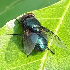 Black Blow Fly thumbnail 3