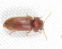 Euvrilletta harrisii thumbnail 3